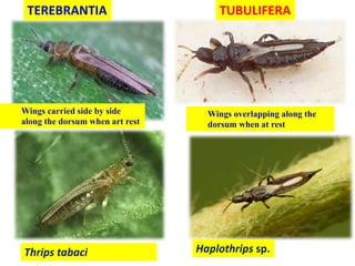 Suborder 1. Terebrantia Suborder 2. Tubulifera
Ovipositor saw –like Ovipositor reduced or absent
Terminal abdominal segmen...