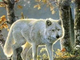 L A  F E M M E  E T  L A  N A T U R E