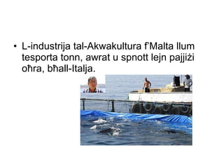 L-industrija tal-Akwakultura f’Malta llum tesporta tonn, awrat u spnott lejn pajji ż i o ħ ra, b ħ all-Italja. 