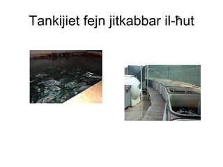 Tankijiet fejn jitkabbar il- ħ ut 