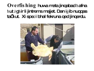 Overfishing   huwa meta jinqabad  ħ afna  ħ ut  ż g ħ ir li jintrema mejjet. Dan i ġ ib nuqqas ta’  ħ ut.  Xi spe ċ i bhal fekruna qed jinqerdu.  