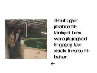 Il- ħ ut  ż g ħ ir jitrabba fit-tankijiet biex wara jitqieg ħ ed fil-ga ġ e ġ  tax-xbieki li nsibu fil-ba ħ ar.  