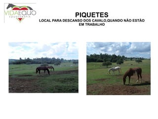 PIQUETES LOCAL PARA DESCANSO DOS CAVALO,QUANDO NÃO ESTÃO EM TRABALHO 