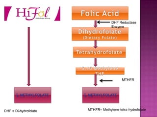 DHF Reductase
Enzyme

MTHFR

DHF = Di-hydrofolate

MTHFR= Methylene-tetra-hydrofolate

 