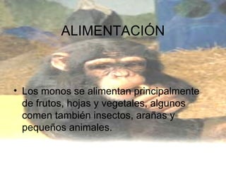 ALIMENTACIÓN Los monos se alimentan principalmente de frutos, hojas y vegetales, algunos comen también insectos, arañas y pequeños animales. 