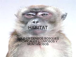 HABITAT SOLO EN DENSOS BOSQUES TROPICALES LLUVIOSOS Y MONTAÑOSOS 
