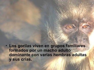 Los gorilas viven en grupos familiares formados por un macho adulto dominante con varias hembras adultas y sus crías.   