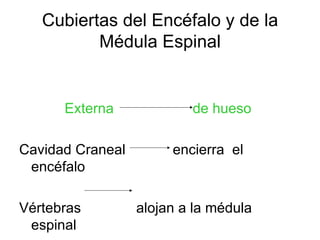 Cubiertas del Encéfalo y de la Médula Espinal Externa  de hueso   Cavidad Craneal  encierra  el encéfalo  Vértebras  alojan a la médula espinal 