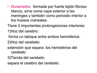 Duramadre :  formada por fuerte tejido fibroso blanco, sirve como capa exterior a las meninges y también como periostio interior a los huesos craneales.  Tiene 3 importantes prolongaciones interiores:  1)Hoz del cerebro: forma un tabique entre ambos hemisferios.  2)Hoz del cerebelo:  extensión que separa  los hemisferios del cerebelo  3)Tienda del cerebelo:  separa el cerebro del cerebelo.  