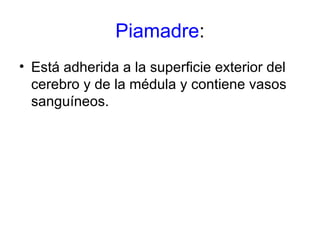 Piamadre : Está adherida a la superficie exterior del cerebro y de la médula y contiene vasos sanguíneos. 