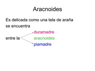 Aracnoides Es delicada como una tela de araña se encuentra  duramadre entre la  aracnoides piamadre 