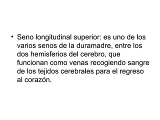 Seno longitudinal superior: es uno de los varios senos de la duramadre, entre los dos hemisferios del cerebro, que funcionan como venas recogiendo sangre de los tejidos cerebrales para el regreso al corazón. 