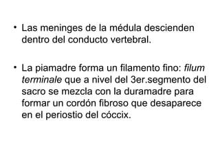 Las meninges de la médula descienden dentro del conducto vertebral.  La piamadre forma un filamento fino:  filum terminale  que a nivel del 3er.segmento del sacro se mezcla con la duramadre para formar un cordón fibroso que desaparece en el periostio del cóccix. 