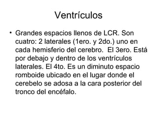 Ventrículos Grandes espacios llenos de LCR. Son cuatro: 2 laterales (1ero. y 2do.) uno en cada hemisferio del cerebro.  El 3ero. Está por debajo y dentro de los ventrículos laterales. El 4to. Es un diminuto espacio  romboide ubicado en el lugar donde el cerebelo se adosa a la cara posterior del tronco del encéfalo. 