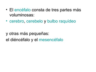 El  encéfalo  consta de tres partes más voluminosas:  cerebro ,  cerebelo  y  bulbo raquídeo   y otras más pequeñas:  el diéncéfalo y el  mesencéfalo 