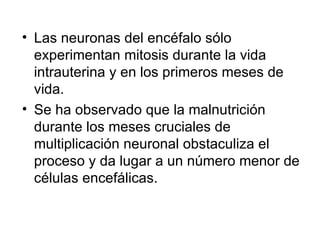 Las neuronas del encéfalo sólo experimentan mitosis durante la vida intrauterina y en los primeros meses de vida.  Se ha observado que la malnutrición durante los meses cruciales de multiplicación neuronal obstaculiza el proceso y da lugar a un número menor de células encefálicas.  