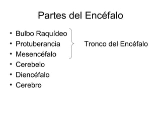 Partes del Encéfalo Bulbo Raquídeo Protuberancia  Tronco del Encéfalo Mesencéfalo Cerebelo Diencéfalo Cerebro 