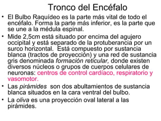 Tronco del Encéfalo El Bulbo Raquídeo es la parte más vital de todo el encéfalo. Forma la parte más inferior, es la parte que se une a la médula espinal.  Mide 2,5cm está situado por encima del agujero occipital y está separado de la protuberancia por un surco horizontal.  Está compuesto por sustancia blanca (tractos de proyección) y una red de sustancia gris denominada  formación reticular,  donde existen diversos núcleos o grupos de cuerpos celulares de neuronas:  centros de control cardíaco, respiratorio y vasomotor. Las  pirámides   son dos abultamientos de sustancia blanca situados en la cara ventral del bulbo. La  oliva  es una proyección oval lateral a las pirámides. 