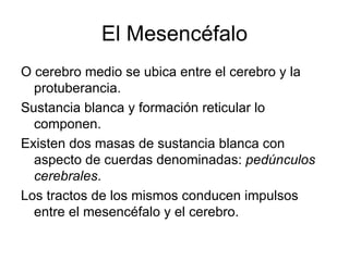 El Mesencéfalo O cerebro medio se ubica entre el cerebro y la protuberancia.  Sustancia blanca y formación reticular lo componen.  Existen dos masas de sustancia blanca con aspecto de cuerdas denominadas:  pedúnculos cerebrales .  Los tractos de los mismos conducen impulsos entre el mesencéfalo y el cerebro.  