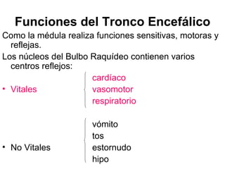 Funciones del Tronco Encefálico Como la médula realiza funciones sensitivas, motoras y reflejas. Los núcleos del Bulbo Raquídeo contienen varios centros reflejos:      cardíaco Vitales vasomotor  respiratorio vómito   tos No Vitales estornudo hipo 