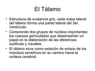El Tálamo Estructura de sustancia gris, cada masa lateral del tálamo forma una pared lateral del 3er. Ventrículo. Comprende dos grupos de núcleos importantes: los cuerpos geniculados que desempeñan un papel en la elaboración de las aferencias auditivas y visuales. El tálamo sirve como estación de enlace de los impulsos sensitivos en su camino hacia la corteza cerebral. 