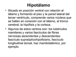 Hipotálamo Situado en posición ventral con relación al tálamo y formando el piso y la pared lateral del tercer ventrículo, comprende varios núcleos que se hallan en conexión con el tálamo, el tronco cerebral, la hipófisis y la corteza.  Algunos de estos centros son: los tubérculos mamilares y varios fascículos de fibras nerviosas ascendentes y descendentes: fascículo supraópticohipofisiario, fascículo longitudinal dorsal, haz mamilotalámico, por ejemplo. 