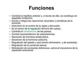 Funciones Controla la hipófisis  anterior  y, a través de ella, se constituye en regulador endocrino.  Excita e integra las reacciones viscerales y somáticas de la emoción.  Interviene en el control de la vigilia y del sueño.  Es el centro de la regulación térmica del cuerpo.  Controla el  metabolismo  de las grasas.  Control neuroendócrino de catecolaminas. Secreción de hormona antidiurética. Secreción de la hormona oxitocina. Regulación del apetito y sed (centro alimentario  y de saciedad). Regulación de la conducta sexual. Modulación de conductas defensivas,  activa el mecanismo de la expresión emocional.  