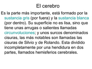 El cerebro Es la parte más importante, está formado por la  sustancia gris  (por fuera) y la  sustancia blanca  (por dentro). Su superficie no es lisa, sino que tiene unas arrugas o salientes llamadas  circunvoluciones ; y unos surcos denominados cisuras, las más notables son llamadas las cisuras de Silvio y de Rolando. Esta dividido incompletamente por una hendidura en dos partes, llamados hemisferios cerebrales.  