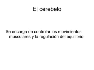 El cerebelo Se encarga de controlar los movimientos musculares y la regulación del equilibrio.  