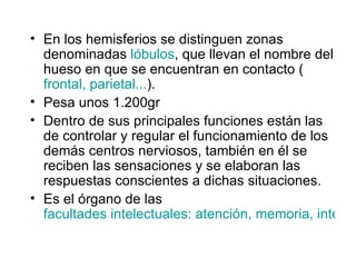 En los hemisferios se distinguen zonas denominadas  lóbulos , que llevan el nombre del hueso en que se encuentran en contacto ( frontal, parietal... ).  Pesa unos 1.200gr  Dentro de sus principales funciones están las de controlar y regular el funcionamiento de los demás centros nerviosos, también en él se reciben las sensaciones y se elaboran las respuestas conscientes a dichas situaciones.  Es el órgano de las  facultades intelectuales: atención, memoria, inteligencia ...   
