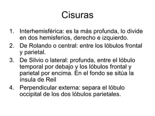 Cisuras Interhemisférica: es la más profunda, lo divide en dos hemisferios, derecho e izquierdo. De Rolando o central: entre los lóbulos frontal y parietal. De Silvio o lateral: profunda, entre el lóbulo temporal por debajo y los lóbulos frontal y parietal por encima. En el fondo se sitúa la ínsula de Reil Perpendicular externa: separa el lóbulo occipital de los dos lóbulos parietales. 
