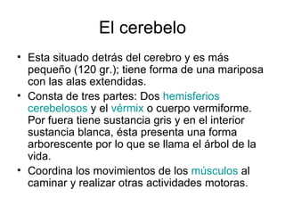 El cerebelo Esta situado detrás del cerebro y es más pequeño (120 gr.); tiene forma de una mariposa con las alas extendidas.  Consta de tres partes: Dos  hemisferios  cerebelosos  y el  vérmix  o cuerpo vermiforme. Por fuera tiene sustancia gris y en el interior sustancia blanca, ésta presenta una forma arborescente por lo que se llama el árbol de la vida.  Coordina los movimientos de los  músculos  al caminar y realizar otras actividades motoras. 