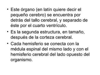 Este órgano (en latín quiere decir el pequeño cerebro) se encuentra por detrás del tallo cerebral, y separado de éste por el cuarto ventrículo.  Es la segunda estructura, en tamaño, después de la corteza cerebral. Cada hemisferio se conecta con la médula espinal del mismo lado y con el hemisferio cerebral del lado opuesto del organismo.  