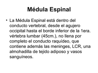 Médula Espinal La Médula Espinal está dentro del conducto vertebral, desde el agujero occipital hasta el borde inferior de la 1era. vértebra lumbar (45cm.), no llena por completo el conducto raquídeo, que contiene además las meninges, LCR, una almohadilla de tejido adiposo y vasos sanguíneos. 