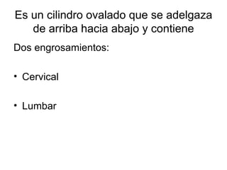 Es un cilindro ovalado que se adelgaza de arriba hacia abajo y contiene Dos engrosamientos:  Cervical Lumbar 