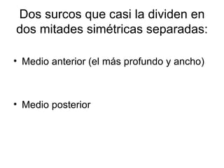 Dos surcos que casi la dividen en dos mitades simétricas separadas: Medio anterior (el más profundo y ancho) Medio posterior 