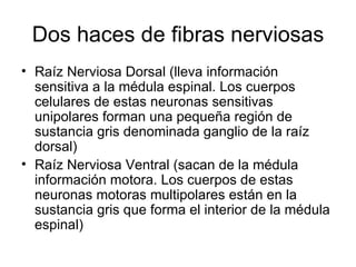 Dos haces de fibras nerviosas Raíz Nerviosa Dorsal (lleva información sensitiva a la médula espinal. Los cuerpos celulares de estas neuronas sensitivas unipolares forman una pequeña región de sustancia gris denominada ganglio de la raíz dorsal) Raíz Nerviosa Ventral (sacan de la médula información motora. Los cuerpos de estas neuronas motoras multipolares están en la sustancia gris que forma el interior de la médula espinal) 
