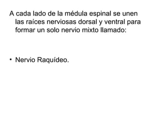 A cada lado de la médula espinal se unen las raíces nerviosas dorsal y ventral para formar un solo nervio mixto llamado:  Nervio Raquídeo. 