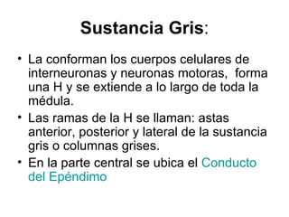 Sustancia Gris : La conforman los cuerpos celulares de interneuronas y neuronas motoras,  forma una H y se extiende a lo largo de toda la médula.  Las ramas de la H se llaman: astas anterior, posterior y lateral de la sustancia gris o columnas grises. En la parte central se ubica el  Conducto  del Epéndimo 