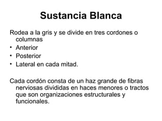 Sustancia Blanca Rodea a la gris y se divide en tres cordones o columnas  Anterior Posterior Lateral en cada mitad.  Cada cordón consta de un haz grande de fibras nerviosas divididas en haces menores o tractos que son organizaciones estructurales y funcionales. 