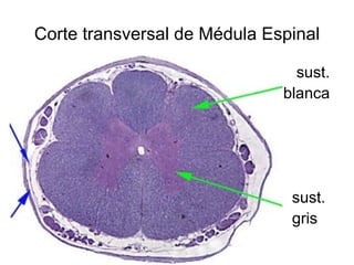 Corte transversal de Médula Espinal sust. blanca sust. gris 