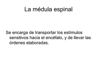 La médula espinal Se encarga de transportar los estímulos sensitivos hacia el encéfalo, y de llevar las órdenes elaboradas. 
