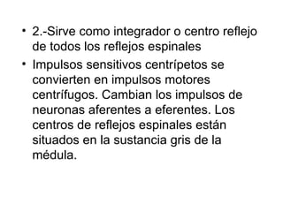 2.-Sirve como integrador o centro reflejo de todos los reflejos espinales Impulsos sensitivos centrípetos se convierten en impulsos motores centrífugos. Cambian los impulsos de neuronas aferentes a eferentes. Los centros de reflejos espinales están situados en la sustancia gris de la médula. 