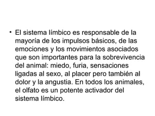 El sistema límbico es responsable de la mayoría de los impulsos básicos, de las emociones y los movimientos asociados que son importantes para la sobrevivencia del animal: miedo, furia, sensaciones ligadas al sexo, al placer pero también al dolor y la angustia. En todos los animales, el olfato es un potente activador del sistema límbico.  