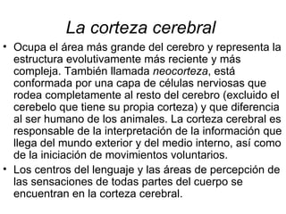 La corteza cerebral   Ocupa el área más grande del cerebro y representa la estructura evolutivamente más reciente y más compleja. También llamada  neocorteza , está conformada por una capa de células nerviosas que rodea completamente al resto del cerebro (excluido el cerebelo que tiene su propia corteza) y que diferencia al ser humano de los animales. La corteza cerebral es responsable de la interpretación de la información que llega del mundo exterior y del medio interno, así como de la iniciación de movimientos voluntarios.  Los centros del lenguaje y las áreas de percepción de las sensaciones de todas partes del cuerpo se encuentran en la corteza cerebral.  