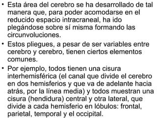 Esta área del cerebro se ha desarrollado de tal manera que, para poder acomodarse en el reducido espacio intracraneal, ha ido plegándose sobre sí misma formando las circunvoluciones.  Estos pliegues, a pesar de ser variables entre cerebro y cerebro, tienen ciertos elementos comunes.  Por ejemplo, todos tienen una cisura interhemisférica (el canal que divide el cerebro en dos hemisferios y que va de adelante hacia atrás, por la línea media) y todos muestran una cisura (hendidura) central y otra lateral, que divide a cada hemisferio en lóbulos: frontal, parietal, temporal y el occipital.  