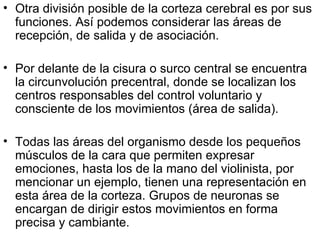 Otra división posible de la corteza cerebral es por sus funciones. Así podemos considerar las áreas de recepción, de salida y de asociación.  Por delante de la cisura o surco central se encuentra la circunvolución precentral, donde se localizan los centros responsables del control voluntario y consciente de los movimientos (área de salida).  Todas las áreas del organismo desde los pequeños músculos de la cara que permiten expresar emociones, hasta los de la mano del violinista, por mencionar un ejemplo, tienen una representación en esta área de la corteza. Grupos de neuronas se encargan de dirigir estos movimientos en forma precisa y cambiante.  