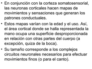 En conjunción con la corteza somatosensorial, las neuronas corticales hacen mapas de movimientos y sensaciones que generan los patrones conductuales.  Estos mapas varían con la edad y el uso. Así, el área cortical donde se halla representada la mano ocupa una superficie desproporcionada en relación con otras partes del cuerpo (a excepción, quiza de la boca).  Su tamaño corresponde a los complejos circuitos neuronales necesarios para efectuar movimientos finos (o para el canto).  