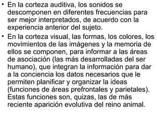 En la corteza auditiva, los sonidos se descomponen en diferentes frecuencias para ser mejor interpretados, de acuerdo con la experiencia anterior del sujeto.  En la corteza visual, las formas, los colores, los movimientos de las imágenes y la memoria de ellos se componen, para informar a las áreas de asociación (las más desarrolladas del ser humano), que integran la información para dar a la conciencia los datos necesarios que le permiten planificar y organizar la ideas (funciones de áreas prefrontales y parietales). Estas funciones son, quizas, las de más reciente aparición evolutiva del reino animal.  
