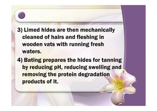 3) Limed hides are then mechanically
cleaned of hairs and fleshing in
wooden vats with running fresh
waters.
4) Bating prepares the hides for tanning
by reducing pH, reducing swelling and
removing the protein degradation
products of it.
 